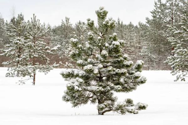 Zimní Krajina Mladými Borovicemi Pokryté Sněhem — Stock fotografie