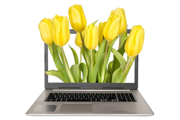 Laptop Computer Yellow Tulips Sticking Out Isolated White Background — Stock Photo, Image