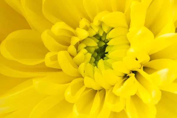 Détail Plein Cadre Une Fleur Gerbera Jaune — Photo