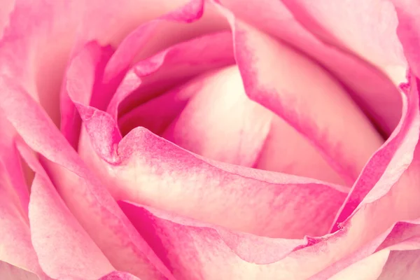 ピンクのバラの花のフルフレームショット 選択的焦点 浅いDof — ストック写真
