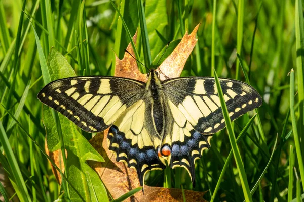 スワロテール蝶は晴れた日に古い葉に座っています クローズアップビュー — ストック写真