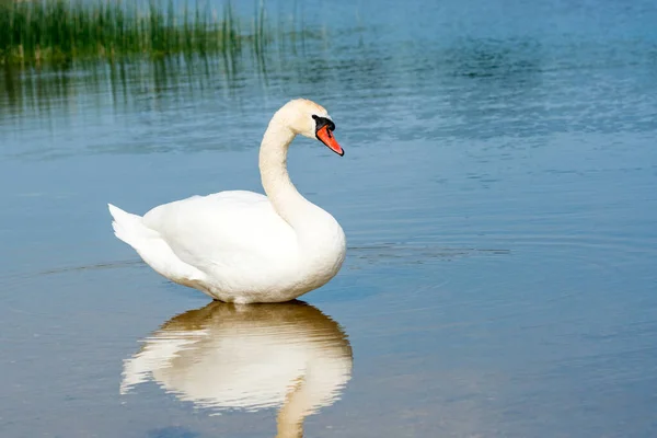 Hermoso Cisne Blanco Descansando Aguas Poco Profundas — Foto de Stock