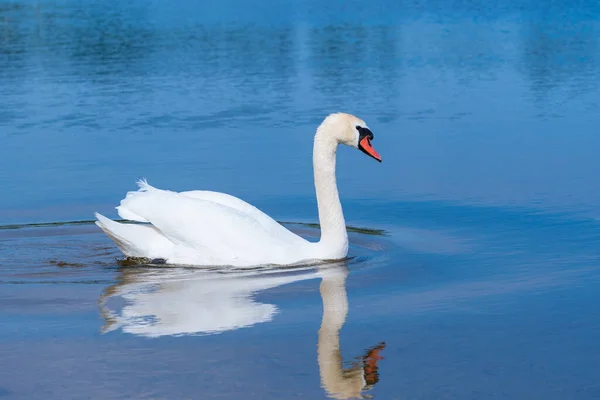 Singolo Cigno Bianco Nuotare Nel Lago — Foto Stock