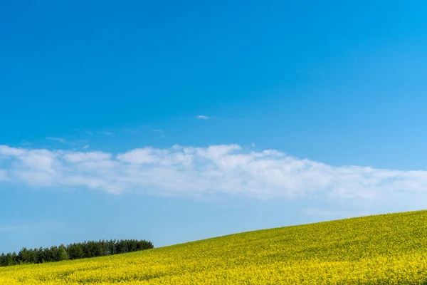 Güzel Sarı Kanola Tarlası Mavi Gökyüzünün Altında Kolza Tohumu — Stok fotoğraf