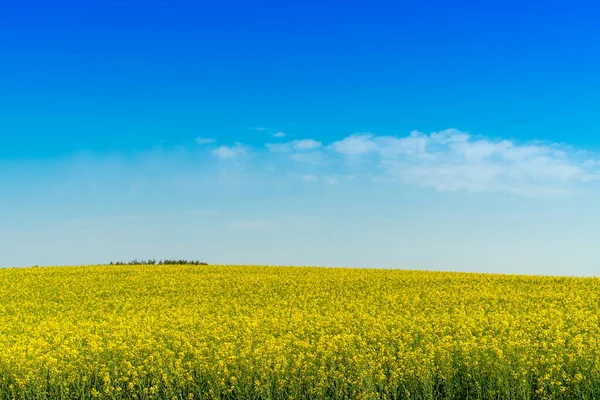 Güzel Sarı Kanola Tarlası Sıcak Yaz Gününde Kolza Tohumu — Stok fotoğraf