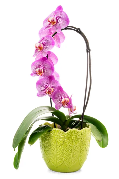 Gyönyörű Orchidea Egy Zöld Pot Elszigetelt Fehér Háttér — Stock Fotó