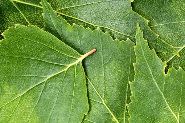 Зеленые Листья Фон Узор Природный Фон Обои — стоковое фото