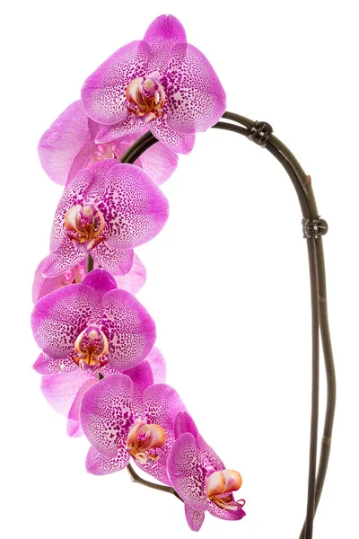 Schöne Rosa Orchidee Isoliert Auf Weißem Hintergrund — Stockfoto