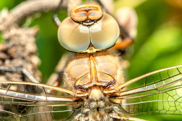 Makroaufnahme Einer Libelle Zeigen Von Augen Und Flügeln Details — Stockfoto