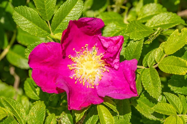 Fiore Rosa Canina Rosa Canina Che Cresce Natura Vista Vicino — Foto Stock