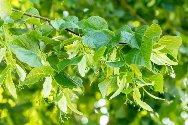 Vista Ravvicinata Dell Albero Tiglio Prima Della Fioritura — Foto Stock