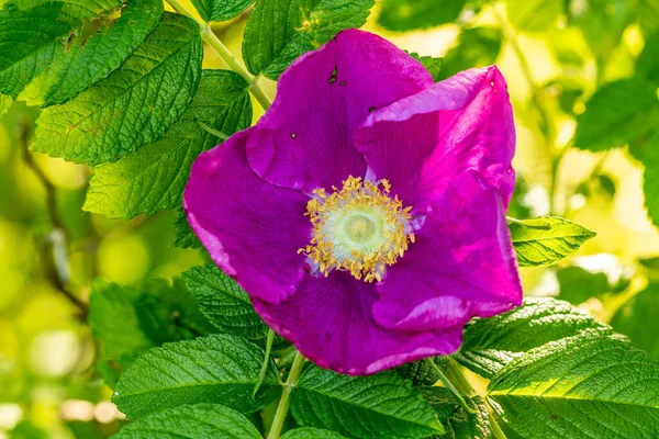 Fiore Rosa Canina Rosa Canina Che Cresce Natura Vista Vicino — Foto Stock