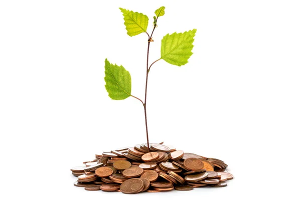Pflanze Wächst Münzhaufen Isoliert Auf Weißem Hintergrund Investitions Und Zinskonzept — Stockfoto