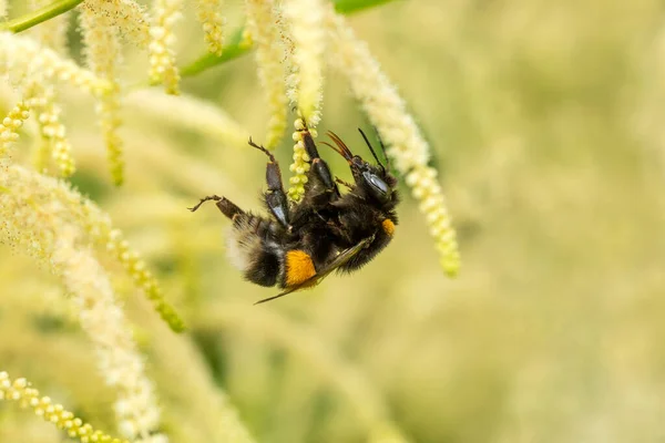Bumble Bee Recogiendo Polen Planta Blanca Día Brillante Verano — Foto de Stock