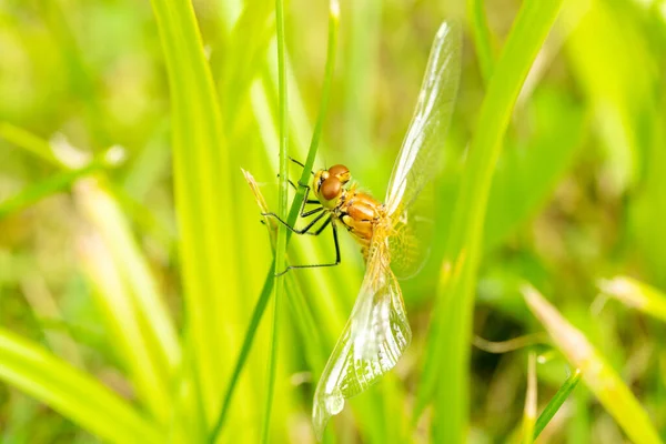 Kleine Libelle Sitzt Grünen Gras — Stockfoto