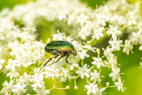 绿黄色的甲虫会遇到白色的小花 — 图库照片