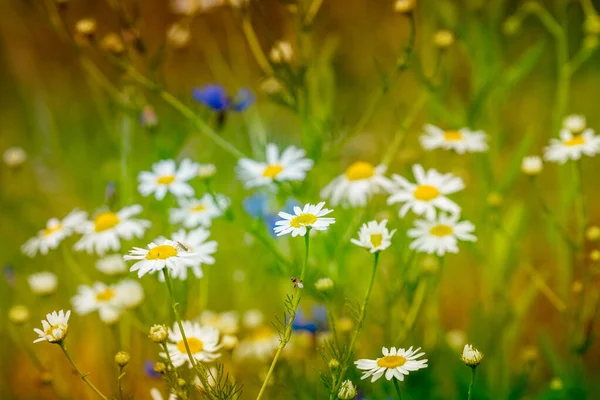 カラフルな夏の牧草地カモミールの花でいっぱい — ストック写真