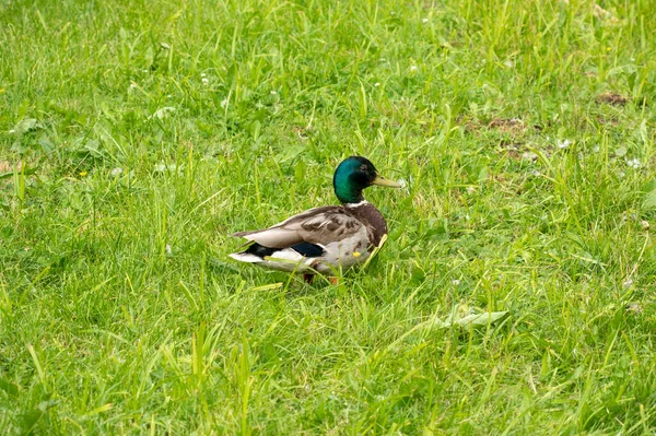 Mallard Anka Hane Äng Med Grönt Gräs — Stockfoto