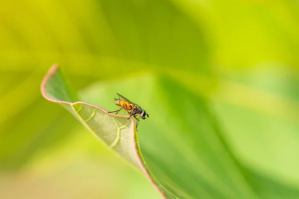 Eine Kleine Süße Fliege Auf Einem Grünen Blatt — Stockfoto