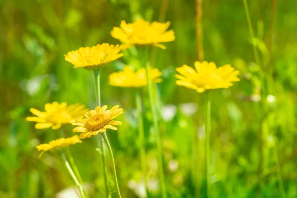 Żółte Stokrotki Kwiaty Rosnące Letniej Łące — Zdjęcie stockowe
