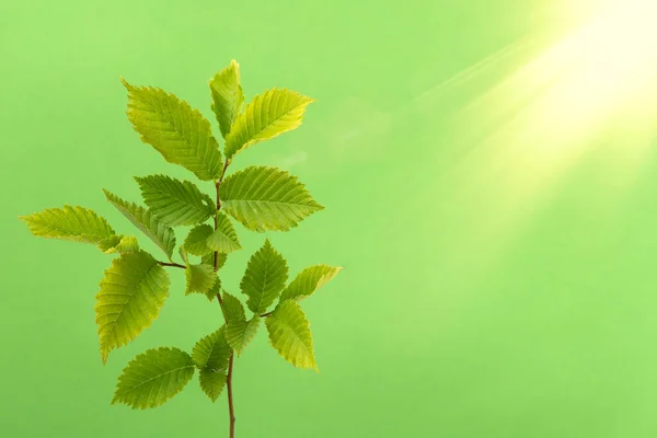 Ungt Träd Gren Med Solljus Grön Bakgrund — Stockfoto