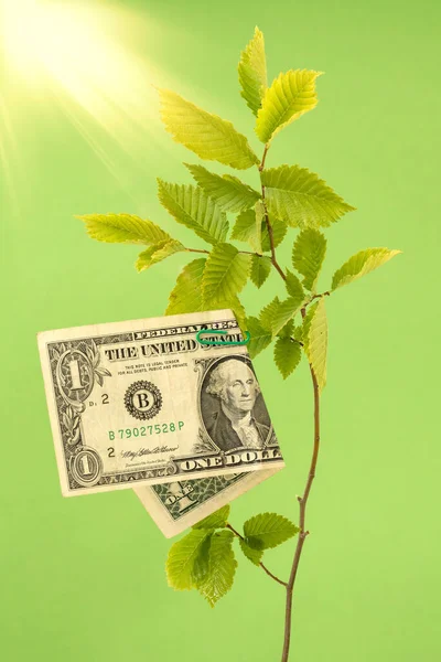 Dolar Wisi Gałęzi Drzewa Drzewo Pieniądza Wzrost Przychodów — Zdjęcie stockowe