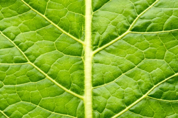 Textura Folha Verde Abstrato Para Fundo — Fotografia de Stock