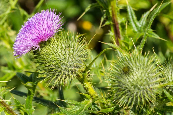 Szkocki Kwiat Ostu Rozkwicie Polu — Zdjęcie stockowe