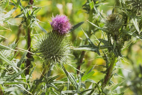 Schottische Distel Die Nationalblume Schottlands — Stockfoto