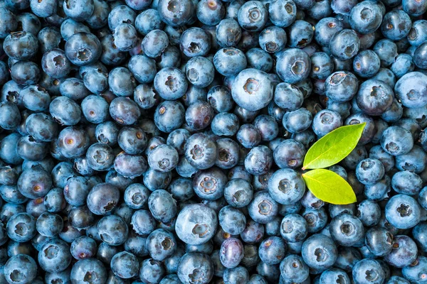 Vista Superior Las Bayas Vaccinium Orgánicas Fondo Azul Afrutado — Foto de Stock