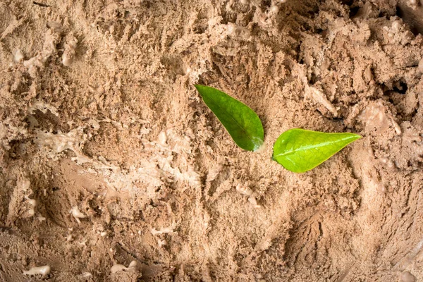 Fondo Primo Piano Gelato Cioccolato Con Foglie Verdi — Foto Stock