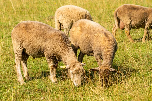 Manada Ovejas Pastando Granja Verde —  Fotos de Stock