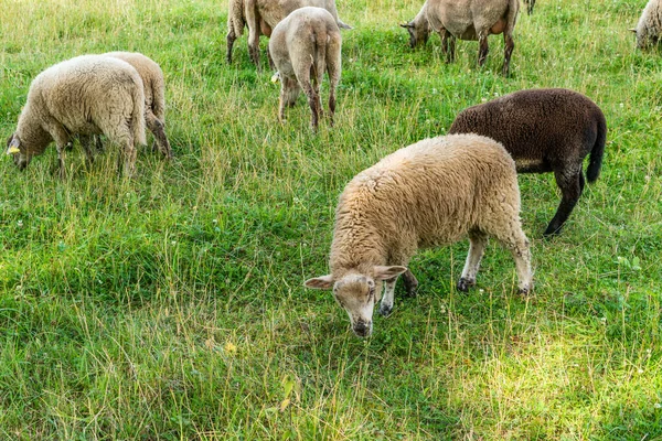Troupeau Moutons Broutant Sur Une Herbe Verte — Photo