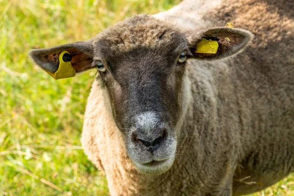 Sheep Looking Camera Portrait Sheep Grazing Meadow — Stock Photo, Image