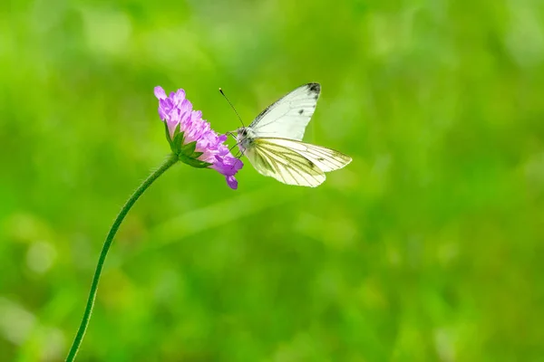 晴れた夏の日に紫の花に白い蝶 — ストック写真
