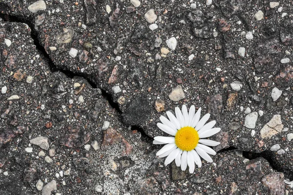 Fiore Margherita Che Cresce Asfalto Incrinato Concetto Ambiente Vista Dall — Foto Stock