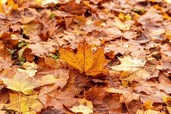 Folhas Queda Deitadas Chão Floresta Durante Mudança Cor Outono — Fotografia de Stock