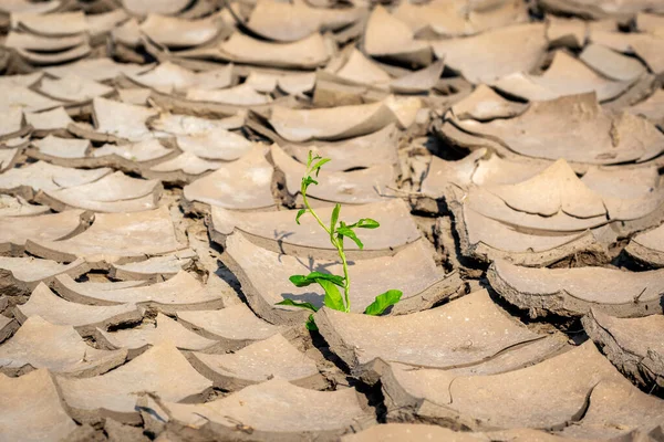 Pflanzen Die Auf Rissigem Boden Wachsen Riss Ausgetrockneten Boden Trockenheit — Stockfoto