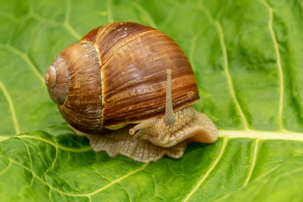 緑の葉に這うブドウカタツムリ — ストック写真