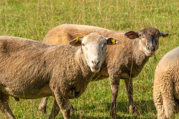 Des Moutons Regardant Caméra Moutons Pâturant Sur Prairie — Photo