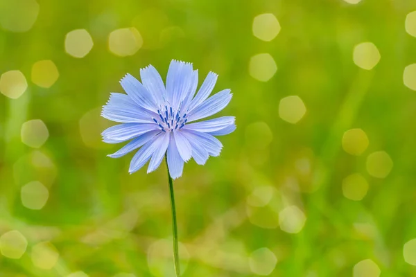 自然を背景に青い花 野生のチコリの花の飛び込み — ストック写真
