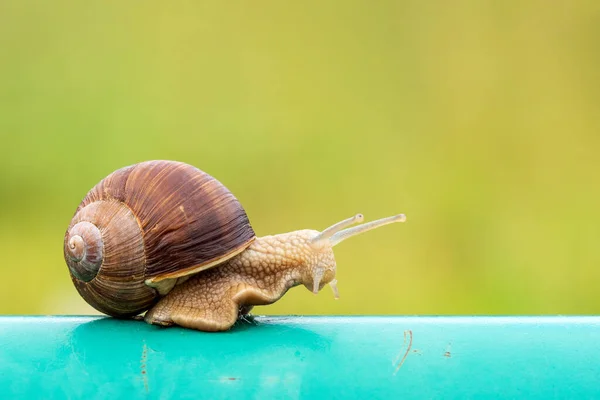 Snail Crawling Metal Pole Next Green Garden — Stock Photo, Image