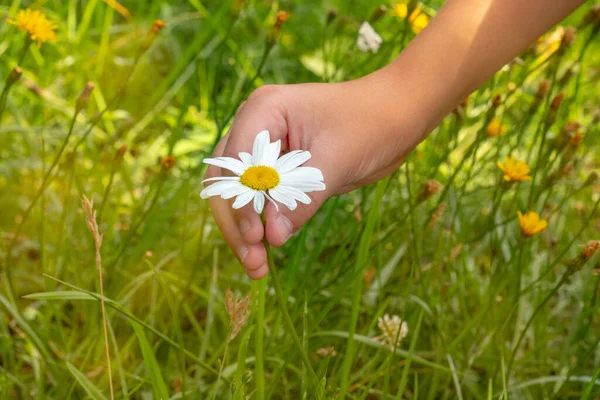 一个小女孩的手 在田野里采摘一朵雏菊 — 图库照片