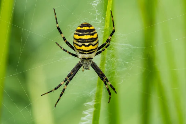 Gran Araña Rayas Amarillas Negras Argiope Bruennichi Tela —  Fotos de Stock