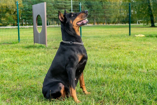 Doberman Pinscher Çeviklik Eğitimi Alıyor — Stok fotoğraf