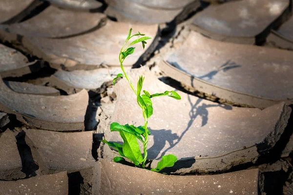 Pianta Che Cresce Terra Screpolata Riscaldamento Globale Reso Cambiamento Climatico — Foto Stock