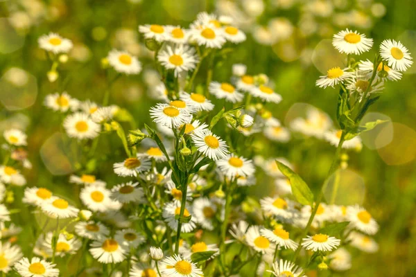 Camomilas Campo Flores Luz Del Sol Hermosa Escena Naturaleza Con —  Fotos de Stock