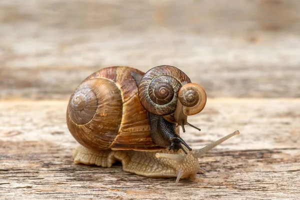 カタツムリの家族は木の背景を這う — ストック写真