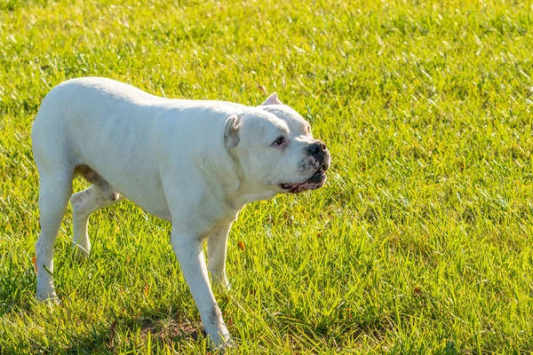 Farlig Hund Eller Ond Hund Vit Pitbull Gräset — Stockfoto