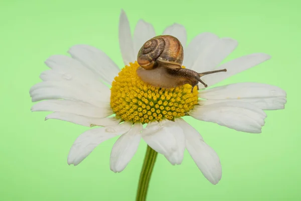 Little Snail Sits Large Chamomile Close View — Stock Photo, Image